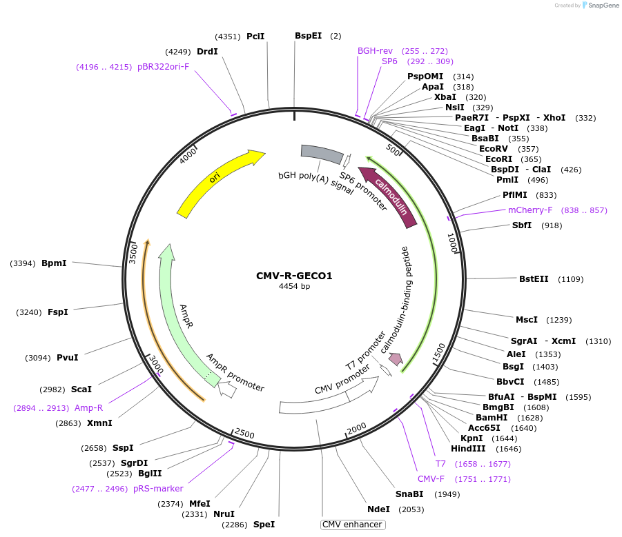 32444-plasmid-map-sequence-id-117093