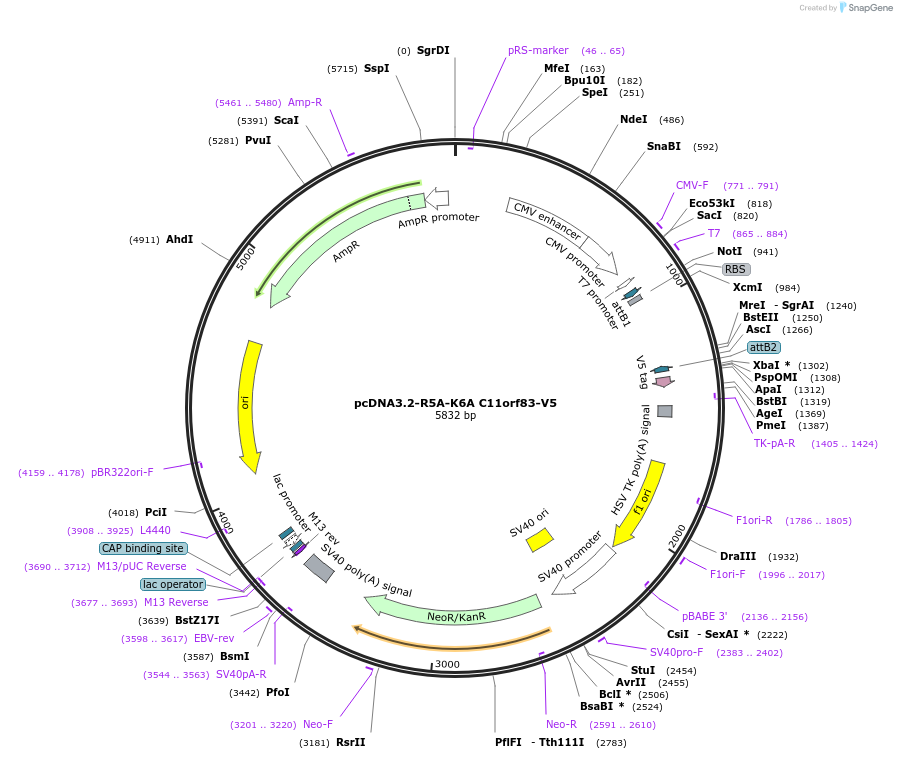 65850-plasmid-map-sequence-id-117113