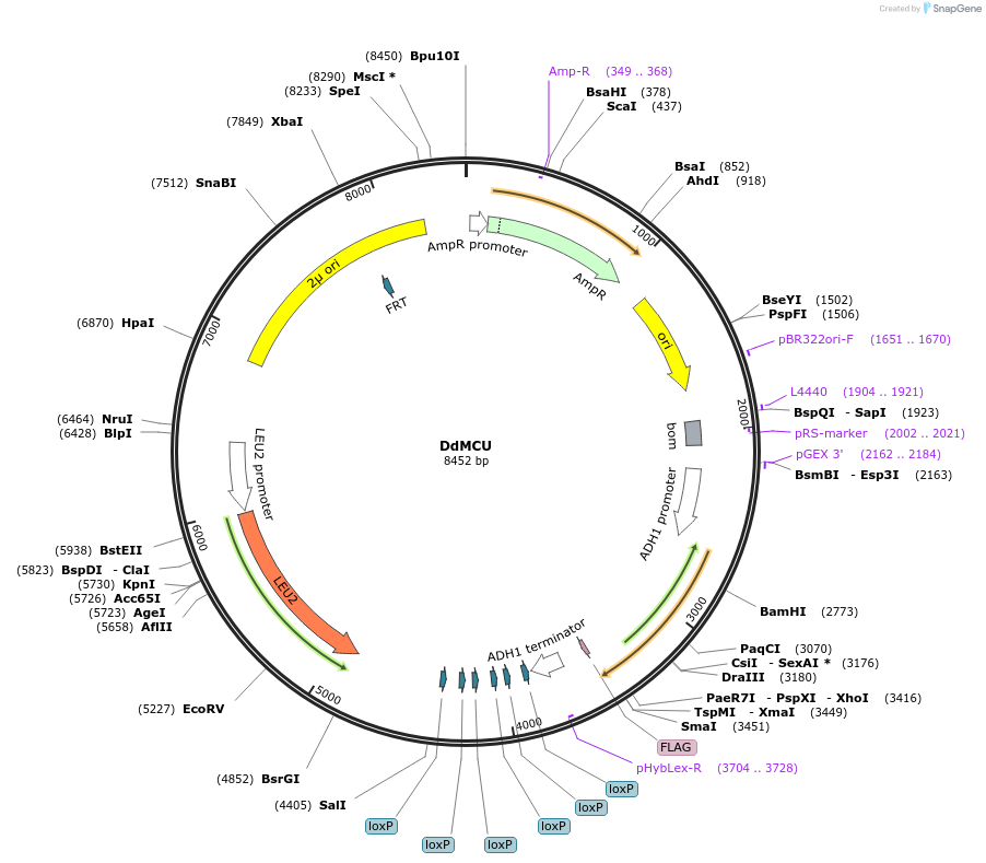 67642-plasmid-map-sequence-id-117119