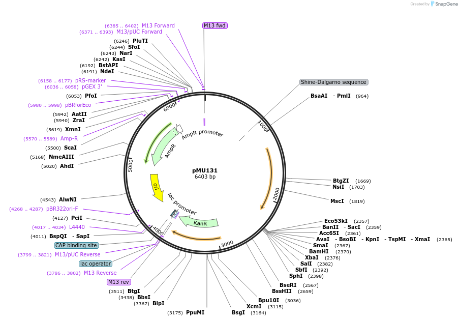 66811-plasmid-map-sequence-id-117172