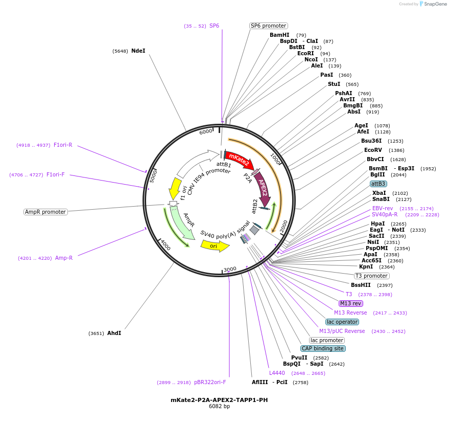 67662-plasmid-map-sequence-id-117187