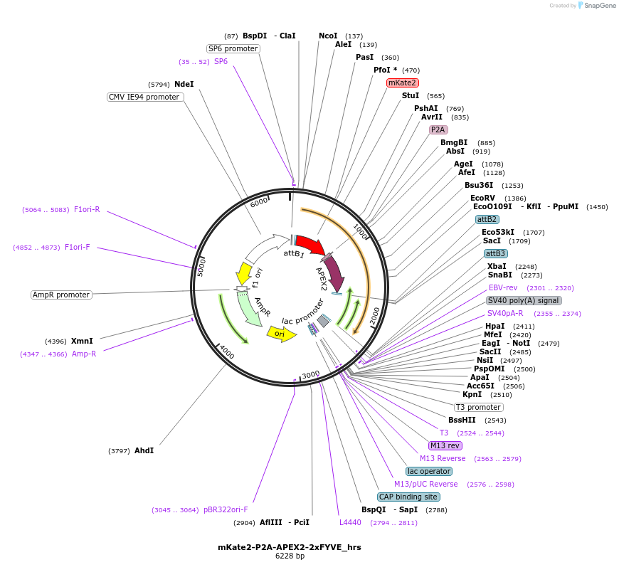 67663-plasmid-map-sequence-id-117188