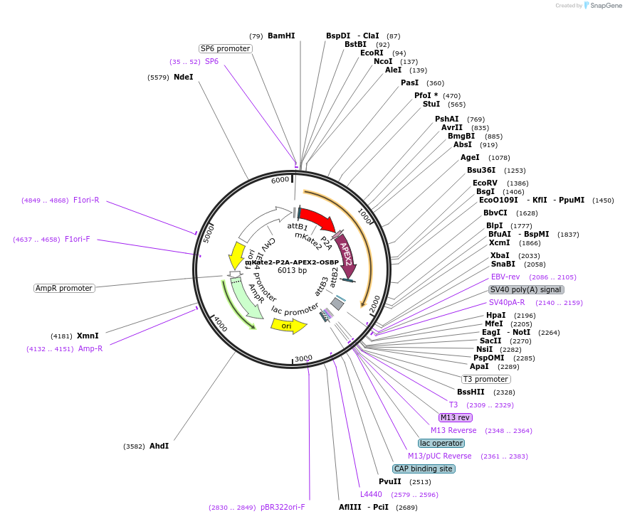 67664-plasmid-map-sequence-id-117189