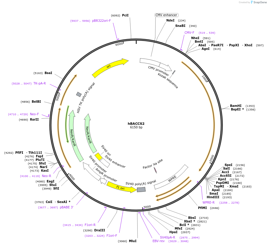 67625-plasmid-map-sequence-id-117194