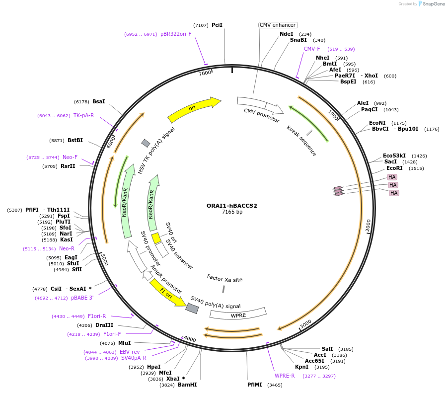 67626-plasmid-map-sequence-id-117195