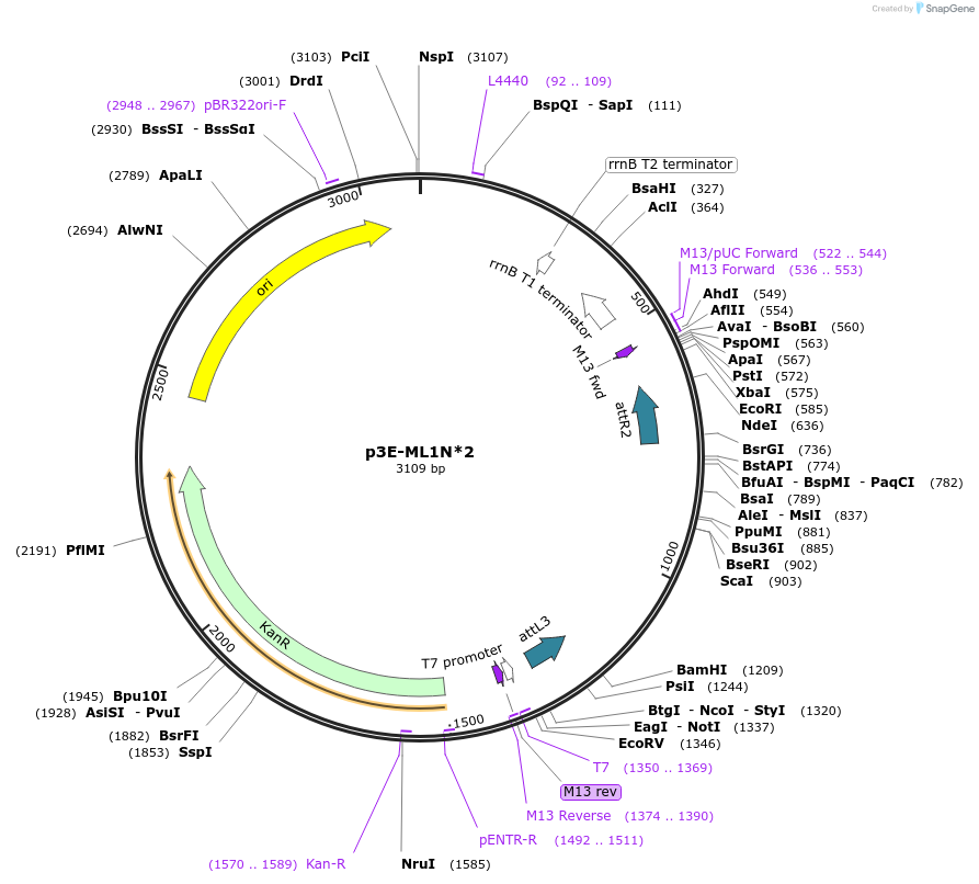 67678-plasmid-map-sequence-id-117201