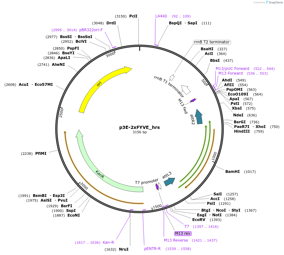 67676-plasmid-map-sequence-id-117203