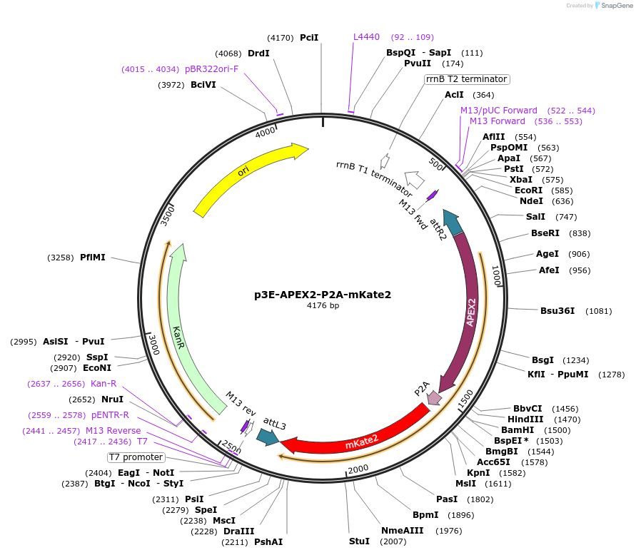 67671-plasmid-map-sequence-id-117209