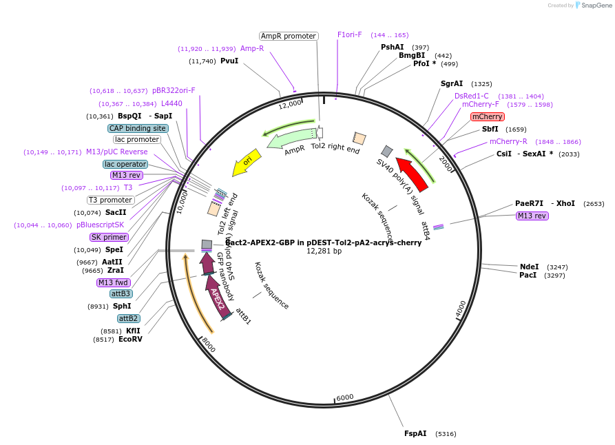 67668-plasmid-map-sequence-id-117212