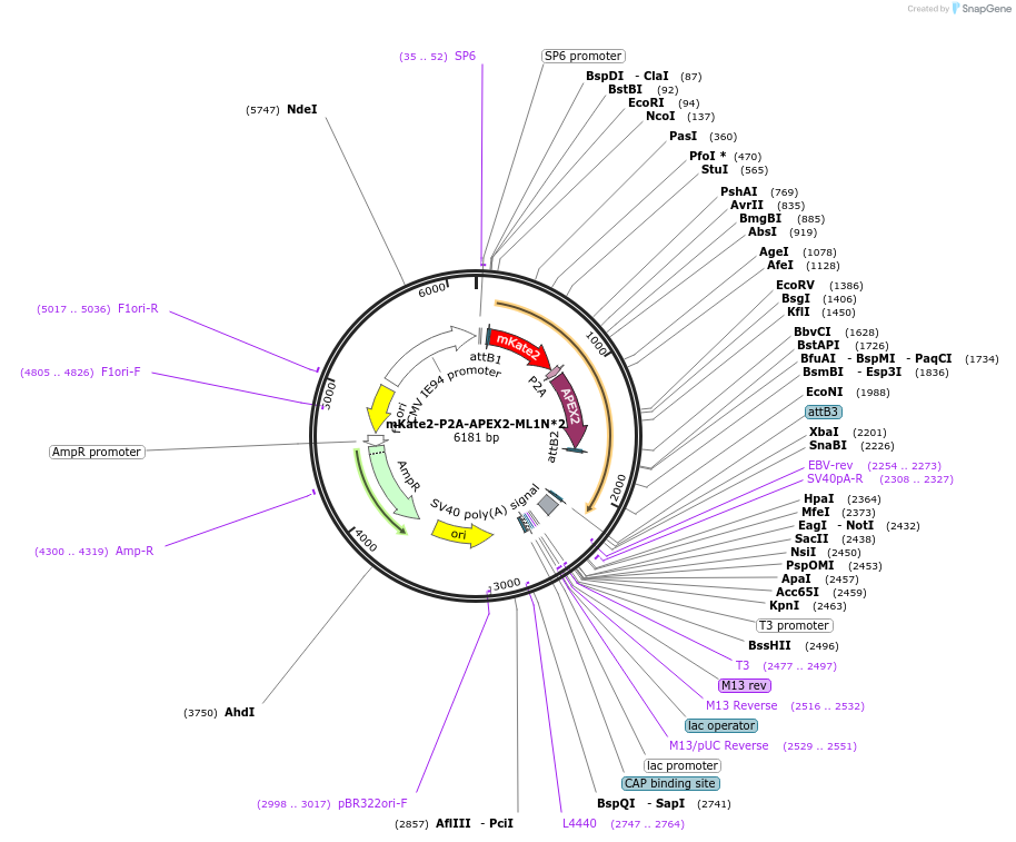 67665-plasmid-map-sequence-id-117213