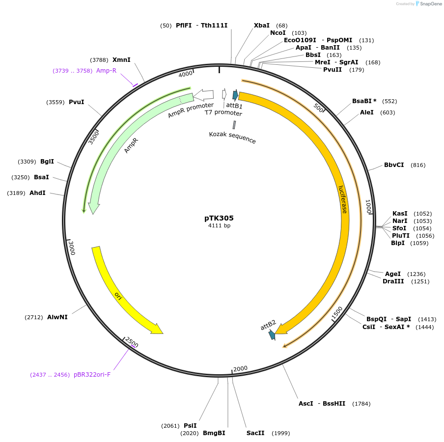 66812-plasmid-map-sequence-id-117252