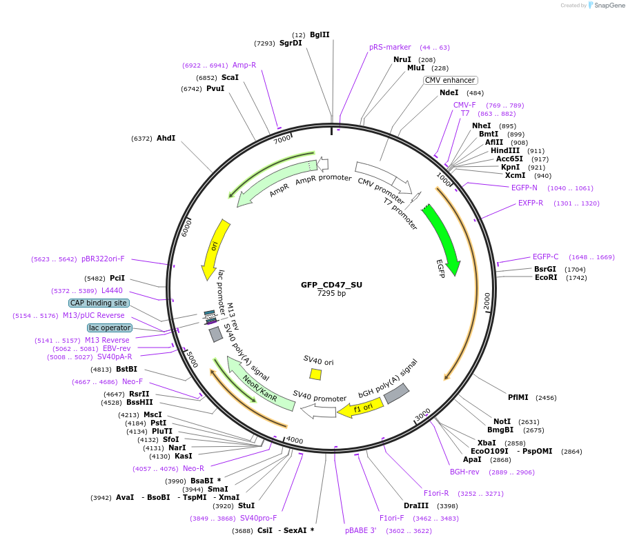 65473-plasmid-map-sequence-id-117296