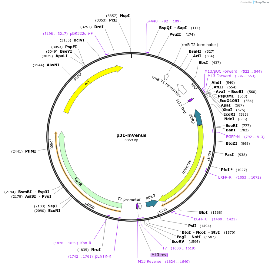 67719-plasmid-map-sequence-id-117325