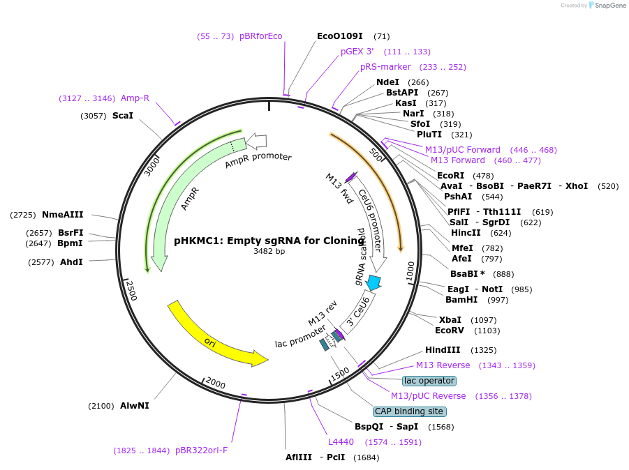 67720-plasmid-map-sequence-id-117336
