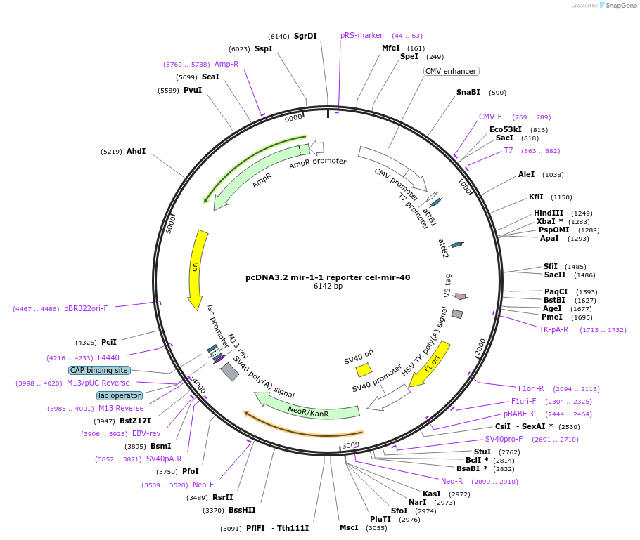 46653-plasmid-map-sequence-id-117356