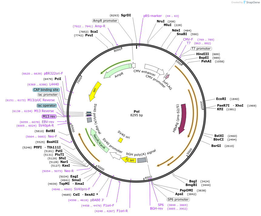65520-plasmid-map-sequence-id-117364