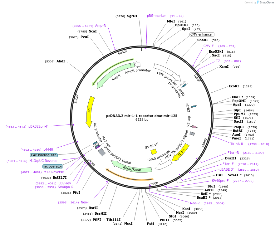 46667-plasmid-map-sequence-id-117373