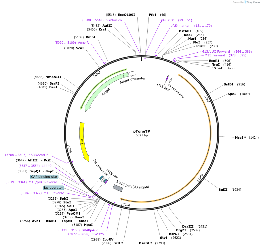 67692-plasmid-map-sequence-id-117433