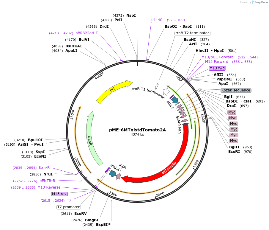 67685-plasmid-map-sequence-id-117436