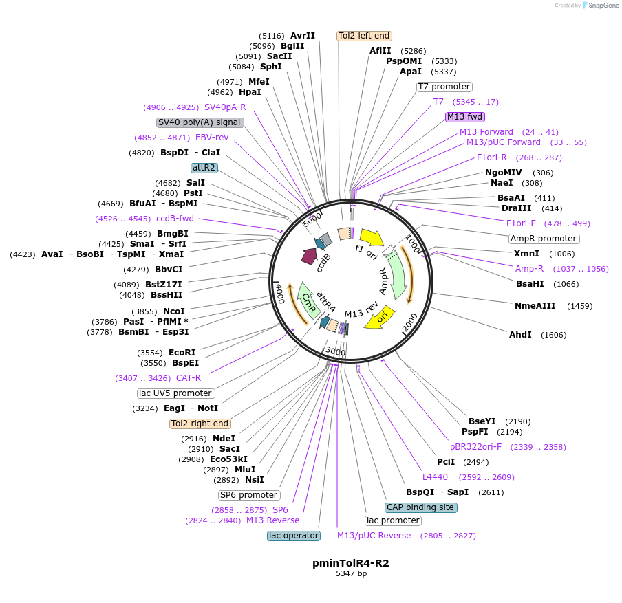 67711-plasmid-map-sequence-id-117439