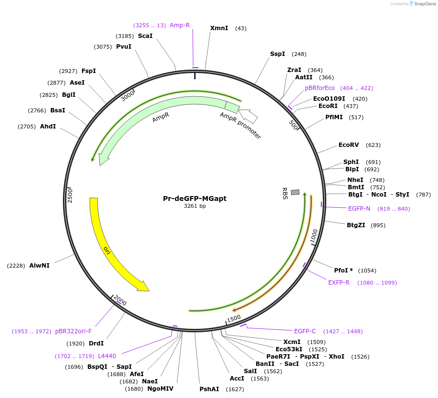 67734-plasmid-map-sequence-id-117441