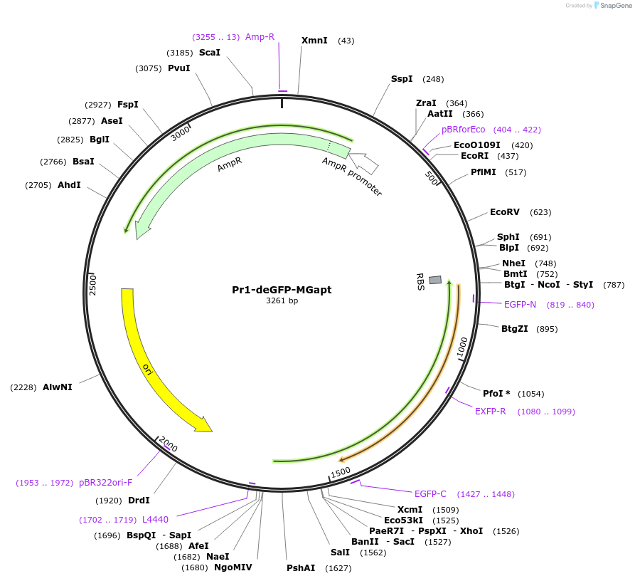 67735-plasmid-map-sequence-id-117445
