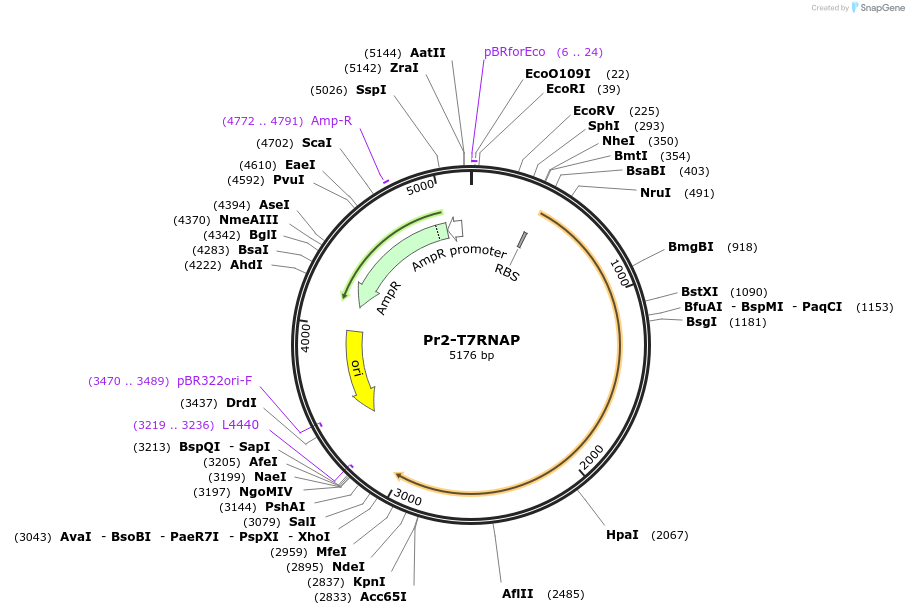 67739-plasmid-map-sequence-id-117449