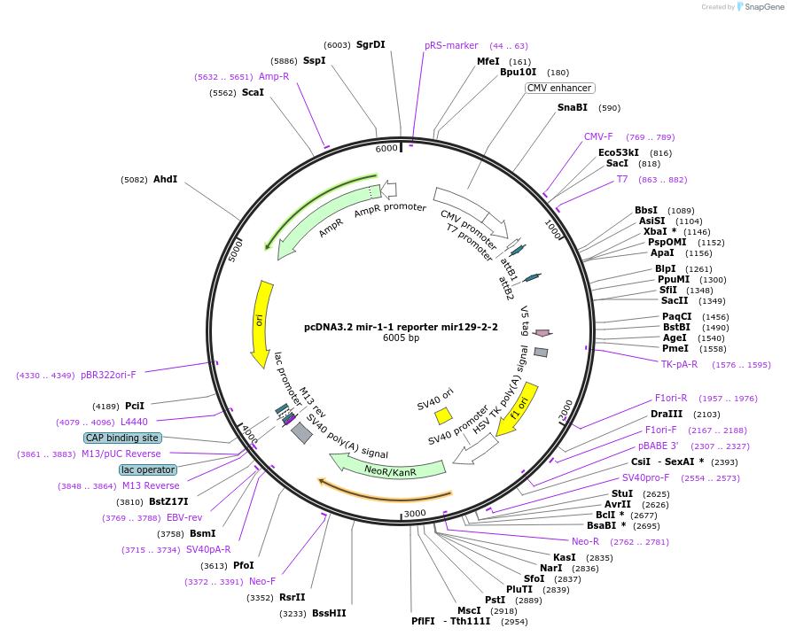 46728-plasmid-map-sequence-id-117479
