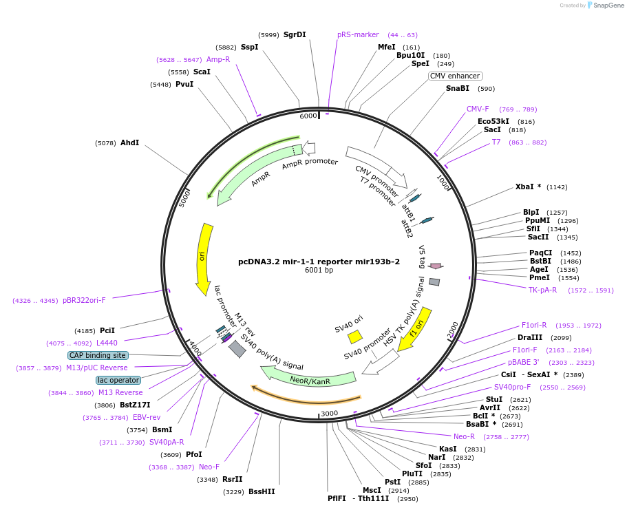 46732-plasmid-map-sequence-id-117490