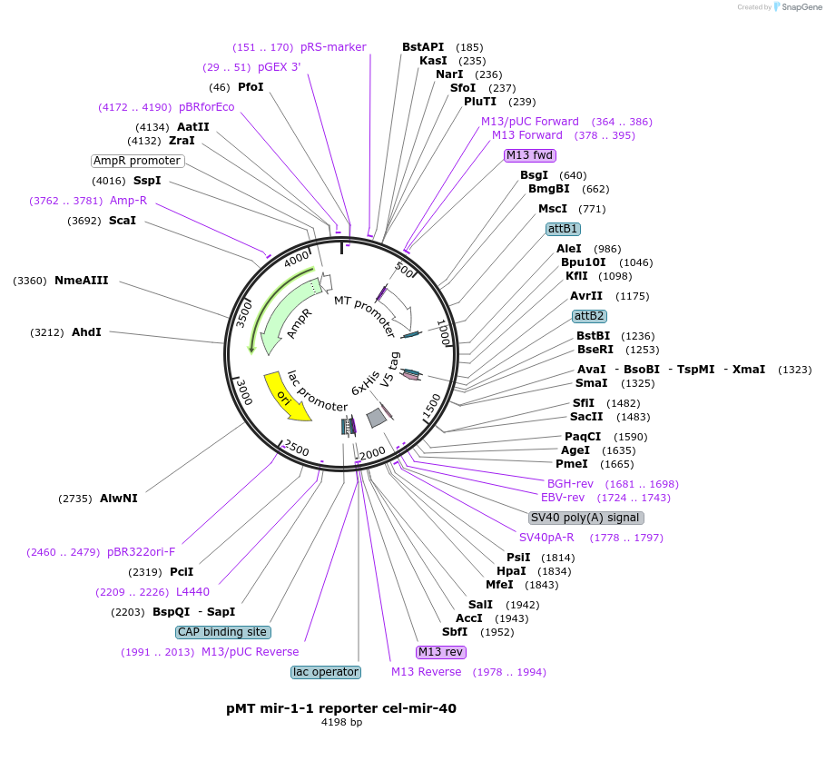 46739-plasmid-map-sequence-id-117512