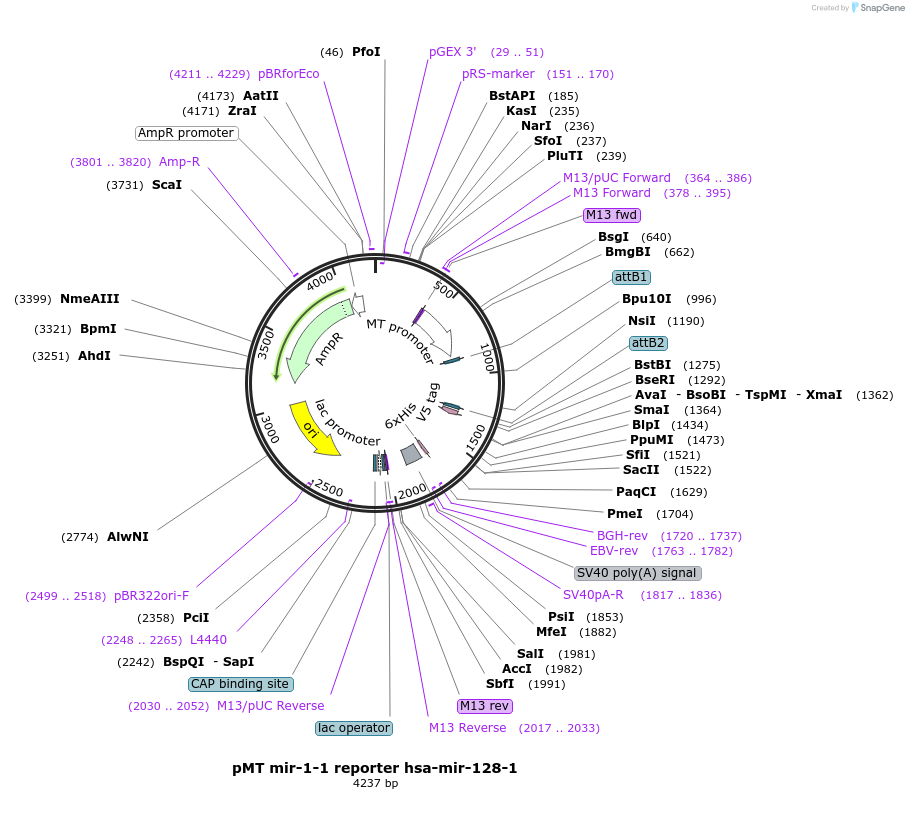 117517_map