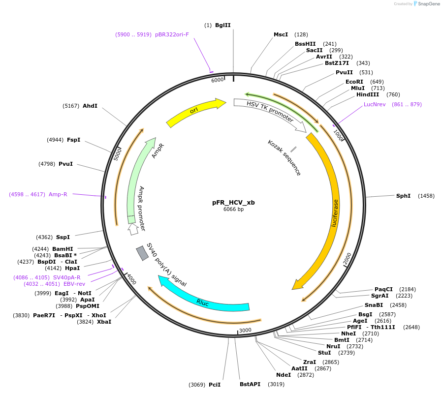 11510-plasmid-map-sequence-id-117540