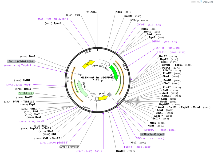 67796-plasmid-map-sequence-id-117626
