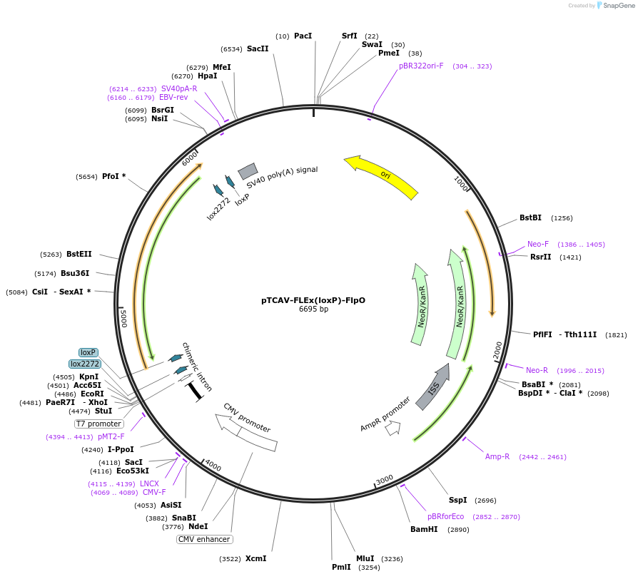 67829-plasmid-map-sequence-id-117650