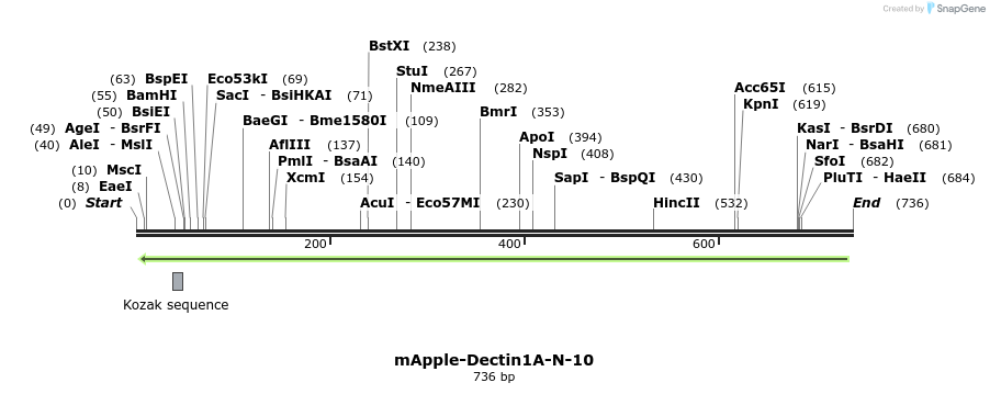 117731_map