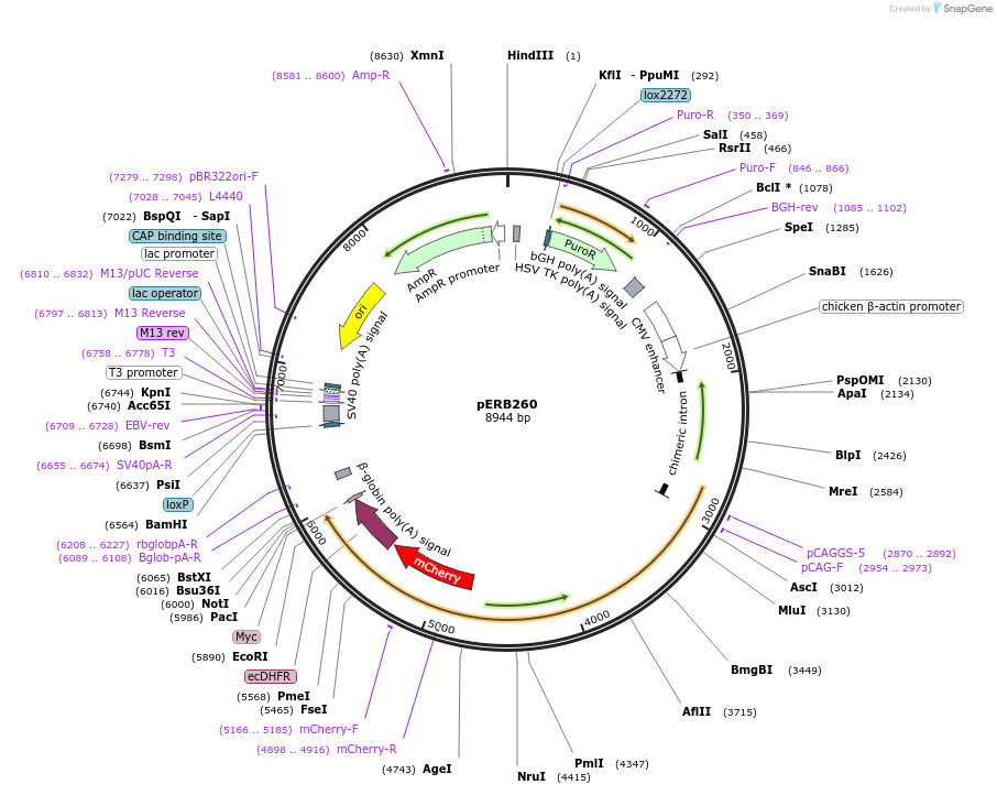 67763-plasmid-map-sequence-id-117786
