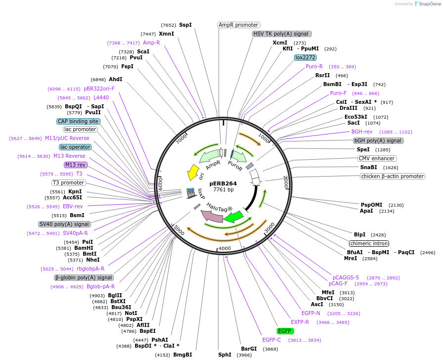 67764-plasmid-map-sequence-id-117787
