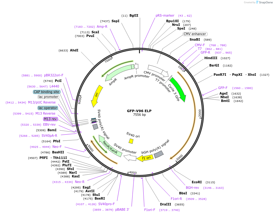 67853-plasmid-map-sequence-id-117808