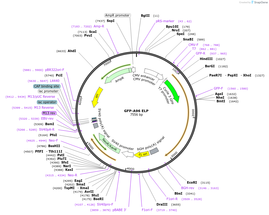 67856-plasmid-map-sequence-id-117813