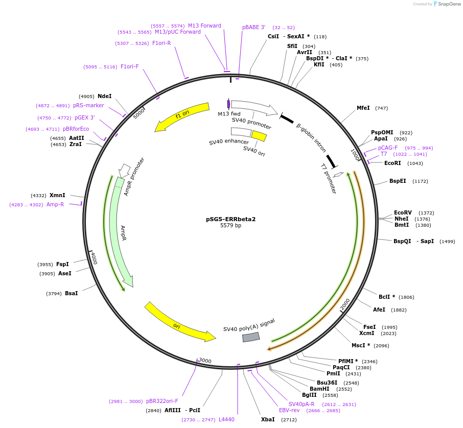 52186-plasmid-map-sequence-id-117816