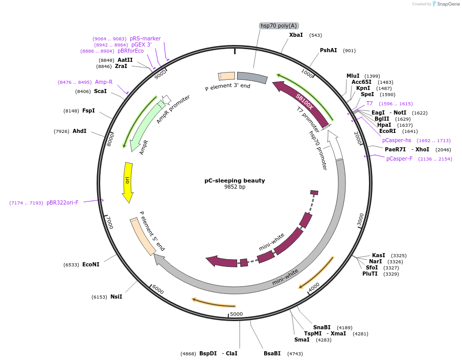 65487-plasmid-map-sequence-id-117817