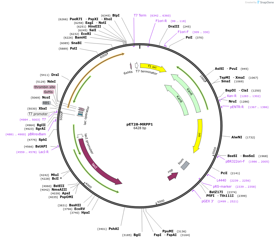 67862-plasmid-map-sequence-id-117820