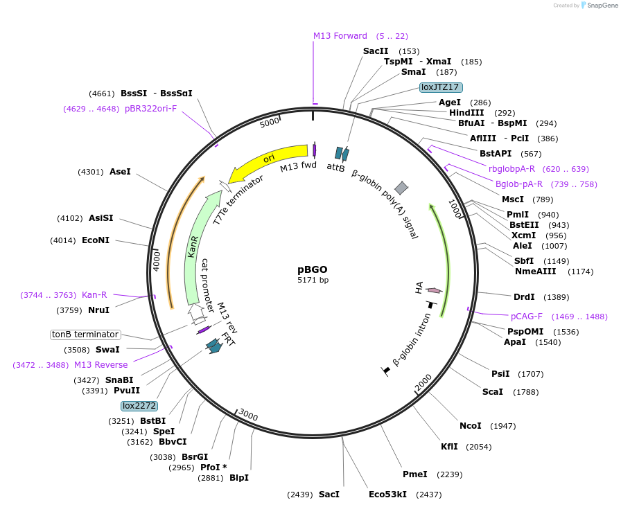 62671-plasmid-map-sequence-id-117822