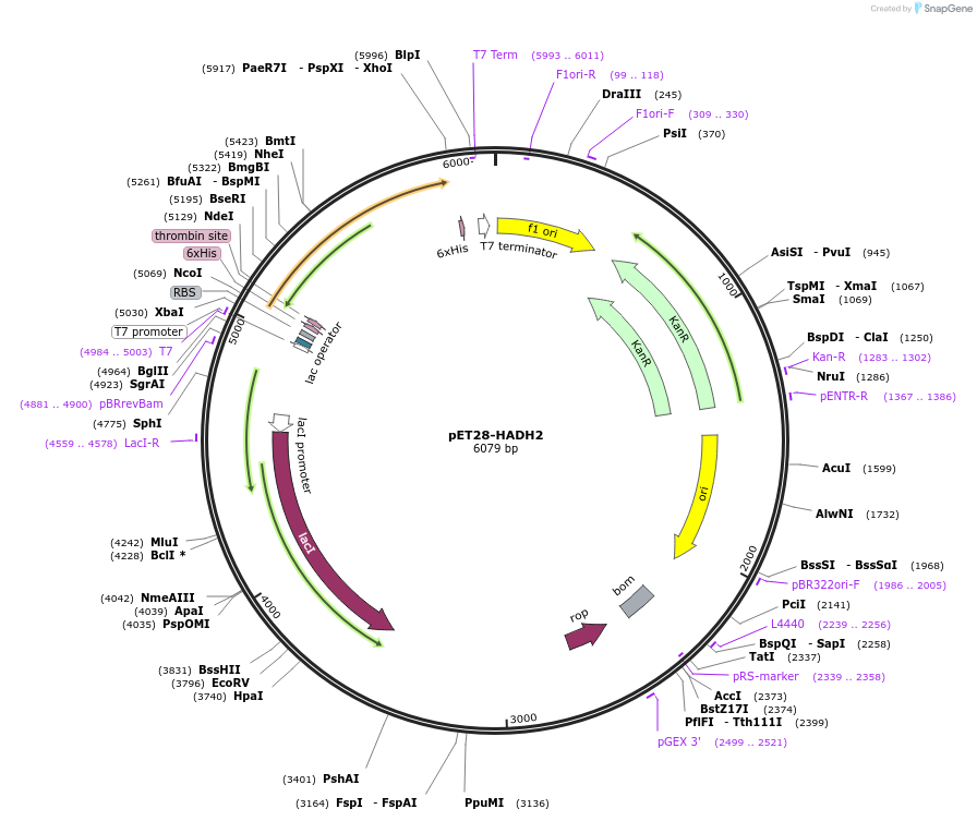 67863-plasmid-map-sequence-id-117826