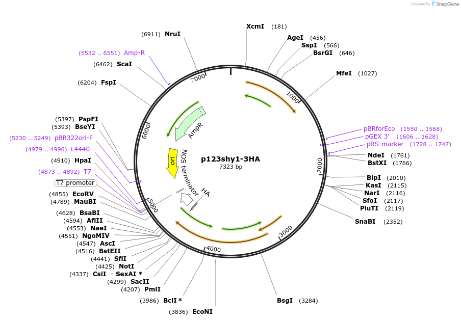 67876-plasmid-map-sequence-id-117867
