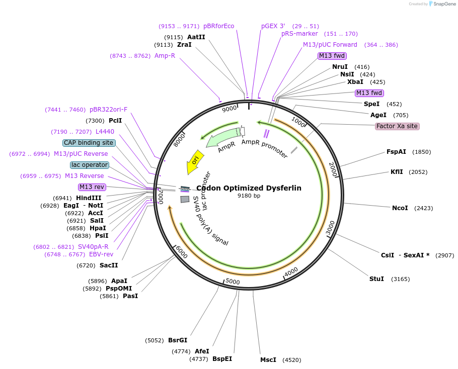 67878-plasmid-map-sequence-id-117892