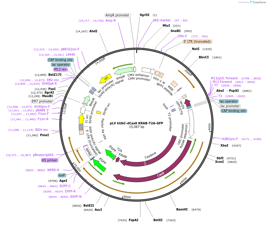 67620-plasmid-map-sequence-id-117897