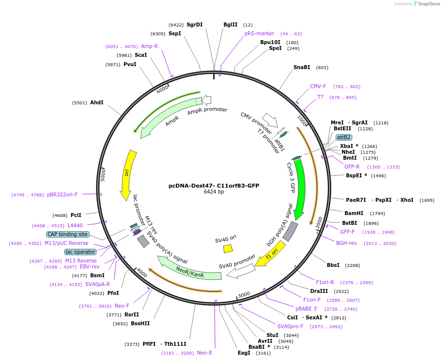 65844-plasmid-map-sequence-id-117903