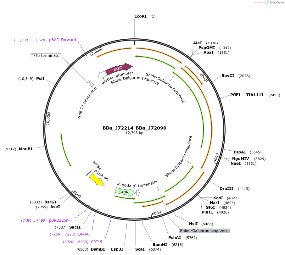 40782-plasmid-map-sequence-id-117910
