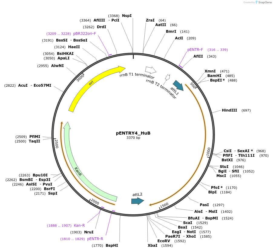 65752-plasmid-map-sequence-id-117917